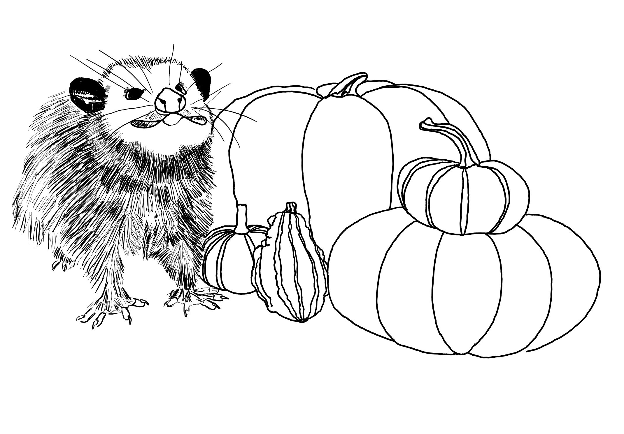 A sketch of a possum next to pumpkins